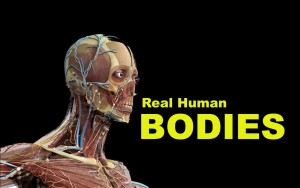 Real Human Bodies Hengelo